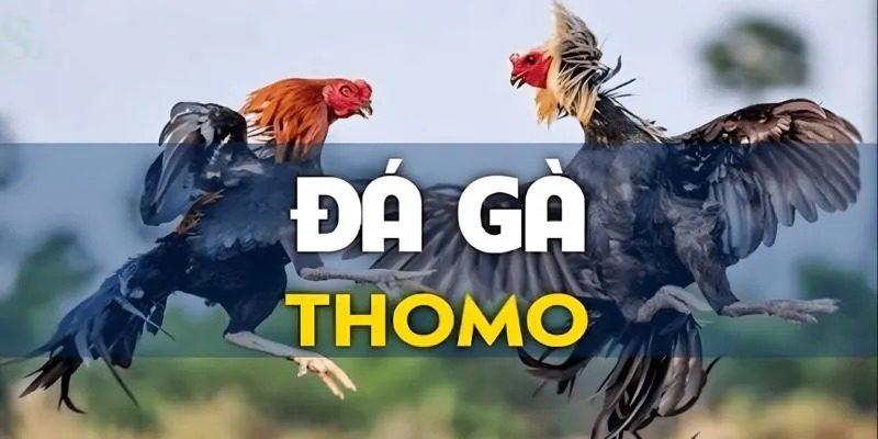 Đá gà Thomo nổi tiếng ở các sàn đấu lớn trên thế giới